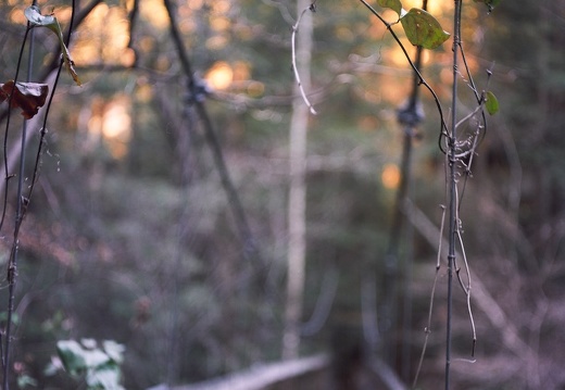 Ice on the Sheltowee Trace